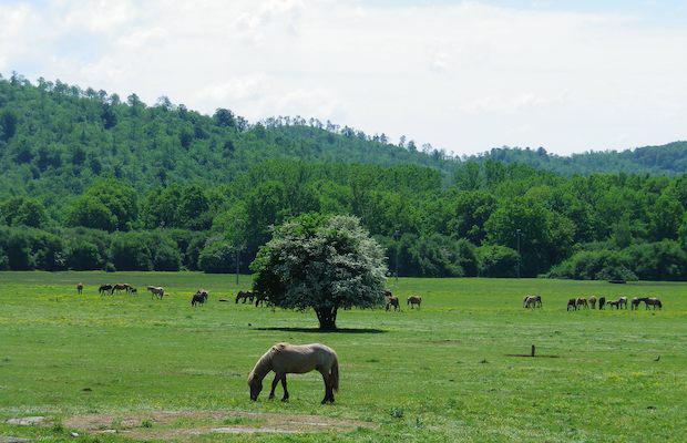 pratoni del vivaro, parco dei castelli romani